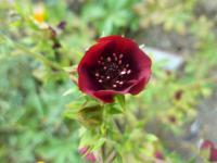 Potentilla thurberi (Mochna)