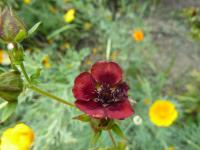 Potentilla thurberi (Mochna)