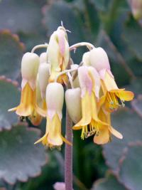 Kalanchoe fedtschenkoi (Kolopejka)
