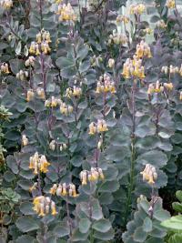 Kalanchoe fedtschenkoi (Kolopejka)