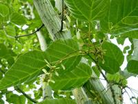 Acer laxiflorum (Javor řídkokvětý)