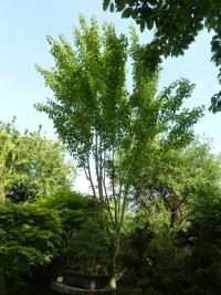 Acer laxiflorum (Javor řídkokvětý)