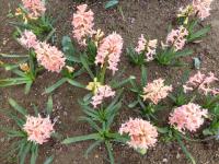 Hyacinthus orientalis (Hyacint východní 'Gipsy Queen')