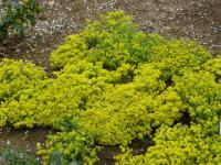 Alyssum tortuosum var obovatum (Tařice)