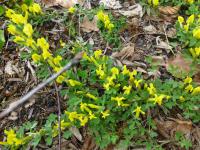 Cytisus ratisbonensis (Čilimník řezenský)