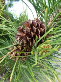 Borovice pokroucená