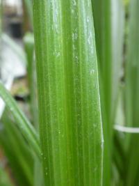 Astelia banksii (Astelie)