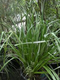 Astelia banksii (Astelie)