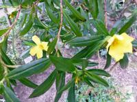 Hibbertia cuneifolia (Hibbertie)