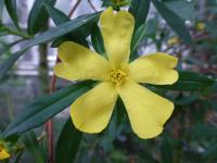 Hibbertia cuneifolia (Hibbertie)