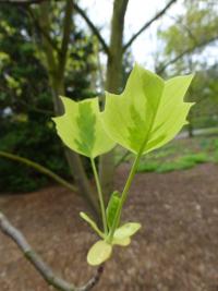 Liriodendron tulipifera (Liliovník tulipánokvětý - panašovaný list)