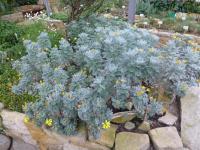 Euryops pectinatus (Žlutopaprska)