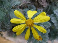 Euryops pectinatus (Žlutopaprska)
