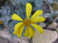Euryops pectinatus (Žlutopaprska)