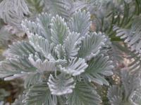 Euryops pectinatus (Žlutopaprska - větvička)