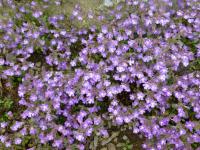 Chaenorhinum origanifolium ssp crassifolium (Hledíček)