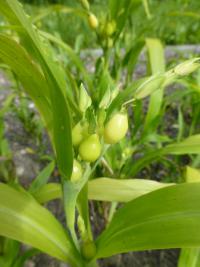 Coix lacryma-jobi (Slzovka obecná)