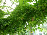 Gmelina philippensis (Gmelina)