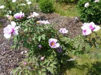 Paeonia suffruticosa (Pivoňka keřovitá 'Monsieur Antoine Riviére')