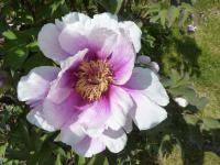 Paeonia suffruticosa (Pivoňka keřovitá 'Monsieur Antoine Riviére')