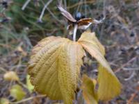 Rhodotypos scandens (Růžovec bělokvětý - zimní list)