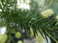 Acacia verticillata (Akácie - list)