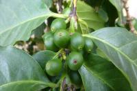 Coffea arabica (Kávovník arabský)