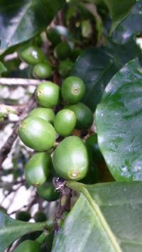 Coffea arabica (Kávovník arabský)