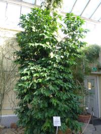 Coffea arabica (Kávovník arabský)