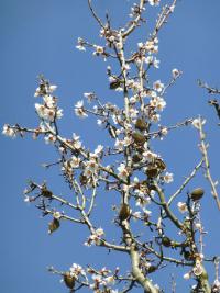 Amygdalus communis (Mandloň obecná - květy a staré plody)