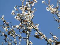 Amygdalus communis (Mandloň obecná - květy a staré plody)