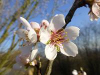 Amygdalus communis (Mandloň obecná)