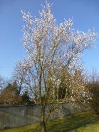 Amygdalus communis (Mandloň obecná)