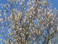 Amygdalus communis (Mandloň obecná - v květu)