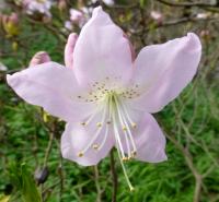 Rhododendron schlippenbachii (Pěnišník Schlippenbachův)