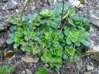 Saxifraga umbrosa (Lomikámen stinný 'Elliot')