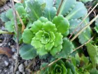 Saxifraga umbrosa (Lomikámen stinný 'Elliot')
