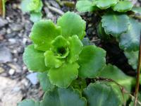 Saxifraga umbrosa (Lomikámen stinný 'Elliot')