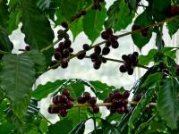 Coffea arabica (Kávovník arabský)