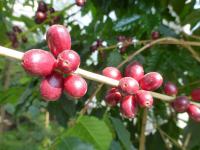 Coffea arabica (Kávovník arabský - zralý plod)