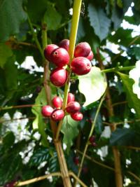 Coffea arabica (Kávovník arabský)