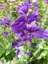Salvia viridis (Šalvěj zahradní 'Oxford Blue')