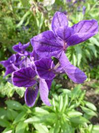 Salvia viridis (Šalvěj zahradní 'Oxford Blue')