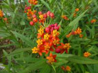 Asclepias curassavica (Klejicha kurasavská)