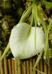 Brassavola nodosa (Brassavola)