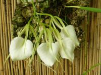 Brassavola nodosa (Brassavola)