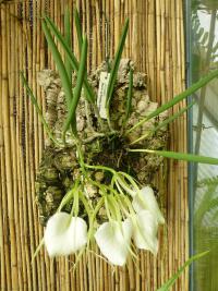 Brassavola nodosa (Brassavola)