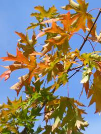 Acer macrophyllum (Javor velkolistý 'Seatle Sentinel' - podzimní zbarvení)