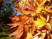 Acer macrophyllum (Javor velkolistý 'Seatle Sentinel' - podzimní list)