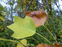 Liriodendron tulipifera (Liliovník tulipánokvětý 'Jackson' - podzimní list)